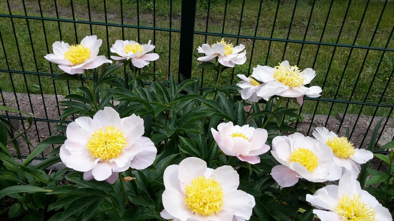 Gartenblick Trebbin Buitenkant foto