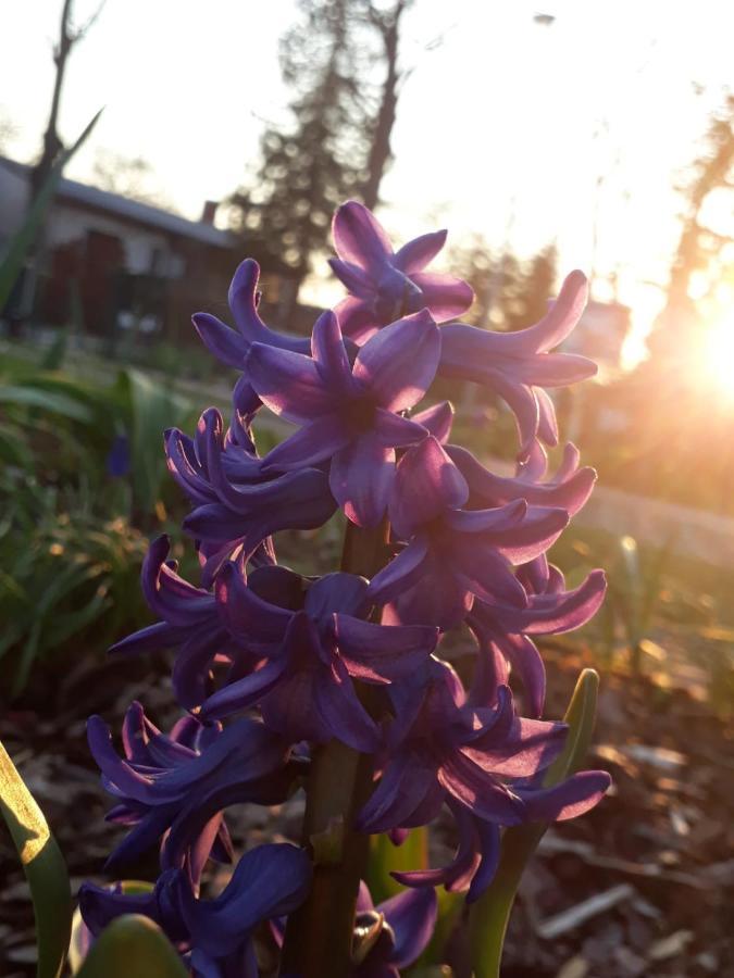Gartenblick Trebbin Buitenkant foto